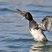 Lesser Scaup